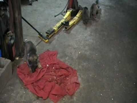 Livinghaus litter:Hammer x Meloni