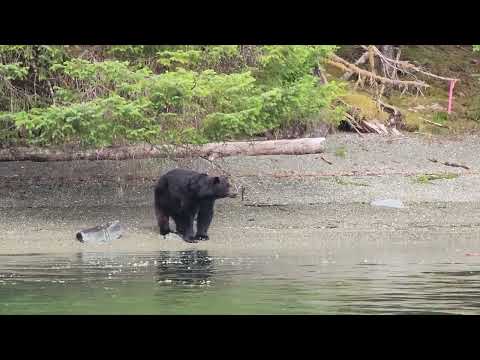 Wildlife Wonders of Haida Gwaii: 6 Minutes of Breathtaking Encounters!