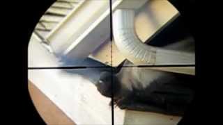 .25 Marauder Pigeon Kill Scopecam *Graphic*