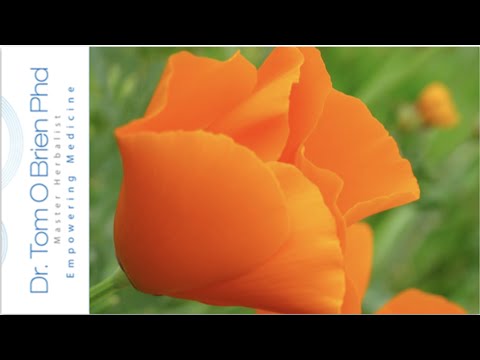 Californian Poppy health benefits Video