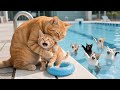 Ginger Diejek Karena Tak Bisa Berenang Mama Cat Kirim Ke Kelas Renang ‍ ️