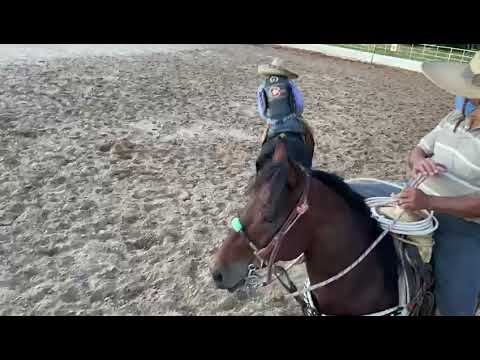 Jineteo de toro a dos manos con pretal de gasa