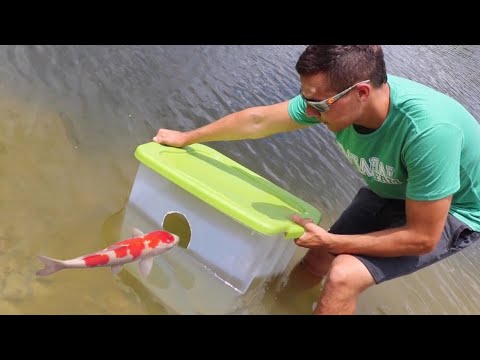 Fish Trap Catches Colorful Pond GIANTS FOOD!!