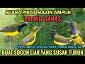 Suara Pikat Sogon Liar Ampuh Pikatburung Pemanggil Sogon Liar