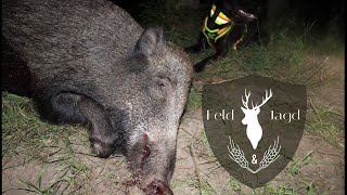 Sommersauen zur Blattzeit - Feld und Jagd
