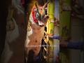 Jallikattu Lover Mass Whatsapp Status Tamil Short Jk