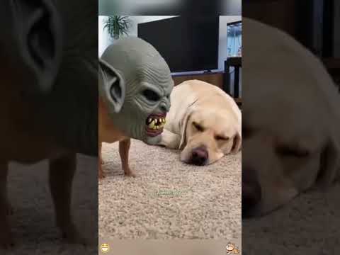 #funny #funnyvideo #pets #fup #animals #funnydogs #cute #cutedog #cat #memes