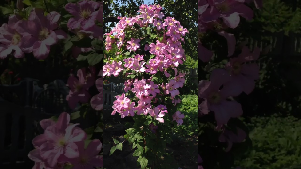 Клематис Комтес де бушо