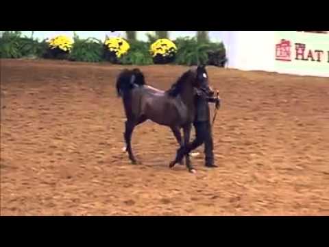 Pitonisa AS Arabian Filly