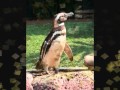 ABC Zoo Animals Sing Along