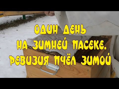 ОДИН ДЕНЬ НА ЗИМНЕЙ ПАСЕКЕ. ЗИМОВКА ПЧЁЛ НА УЛИЦЕ. РЕВИЗИЯ ПЧЁЛ ЗИМОЙ