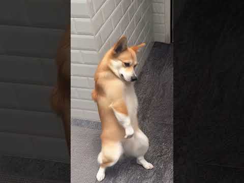Let's dance a little 💃 #dog #dance  #pets #petlover #petshub #corgi #ai