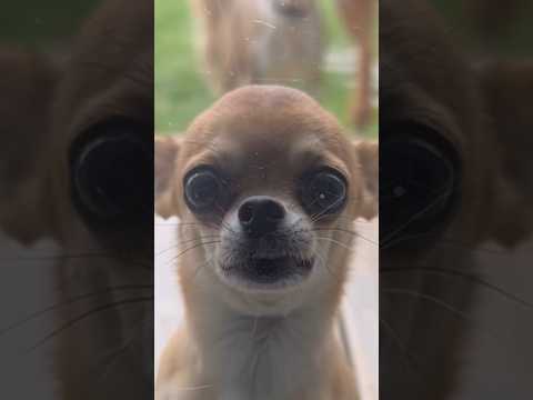 Час расплаты. Бежать некуда 😂