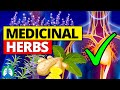 Top 10 Most POWERFUL Medicinal Herbs Backed By Science
