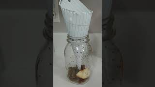 Easy Hack to get rid of Fruit Flies and Gnats