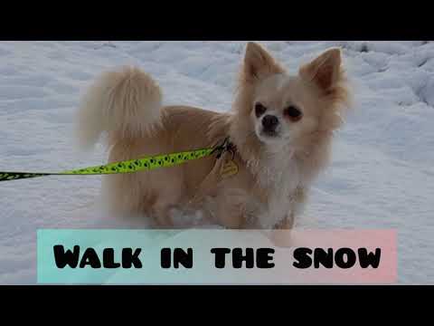 Little, cute dogs Max and Lucky (father and son) on a walk in the snow.