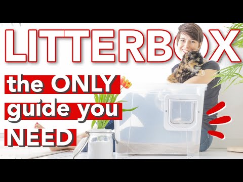 Litter box 101 » EVERYTHING you NEED TO KNOW for your cat