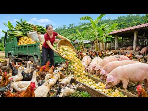 Using a Truck to Collect Corn, Banana Trees & Animal Feed for Pigs, Chickens, Ducks on Farm