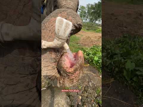 Thirsty elephant drinking water 😲