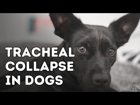 Tracheal Collapse in Dogs
