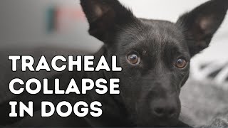 Tracheal Collapse in Dogs