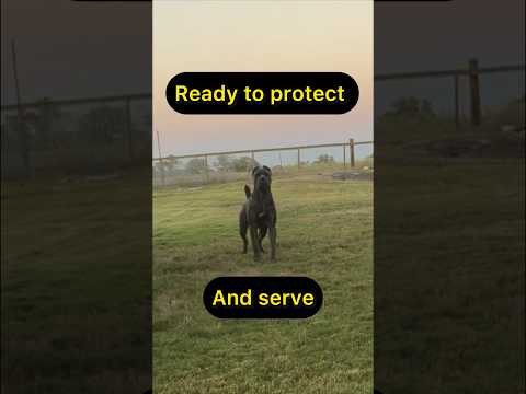 Testing my dogs guard reflex #rottweiler #canecorso #protection