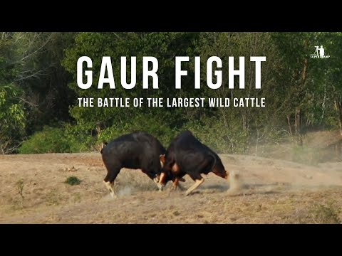 Gaur Fight | The Battle Of The Largest Wild Cattle On Earth | SHORT DOC