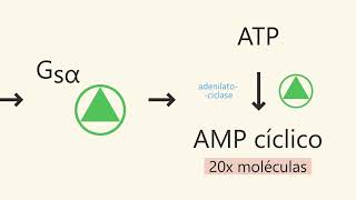 Por que sentimos fome ?  O papel bioquímico do glucagon nos períodos de jejum.
