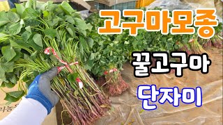 고구마모종 라이브 스트리밍 중 꿀고구마 자색고구마 단자미