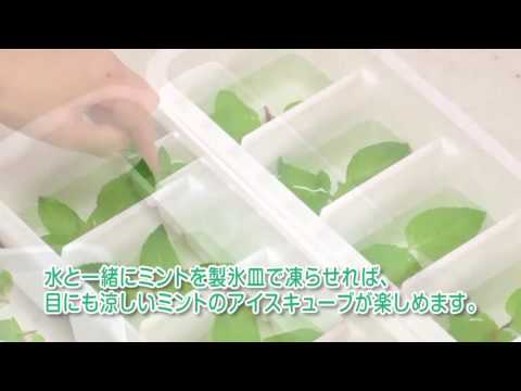 フリーズミント: 香りを保ちます 植物