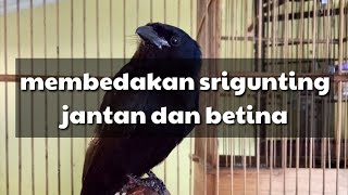 Download lagu Cara membedakan srigunting jantan dan betina mp3 Download lagu Cara membedakan srigunting jantan dan betina mp3