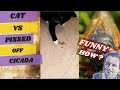 Cat vs Pissed of Cicada! #shorts #cicada #cat