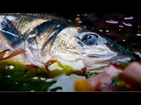 Beginners guide to Lure Fishing for Bass PART 3