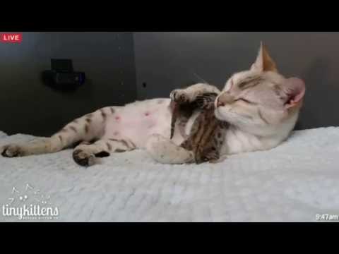 Tiny Kittens Shellys morning visit with Felicity & kittens