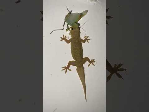 House Gecko Lizard Hunting insect🦎🦗 #reptile #shorts