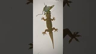 House Gecko Lizard Hunting insect🦎🦗 #reptile #shorts