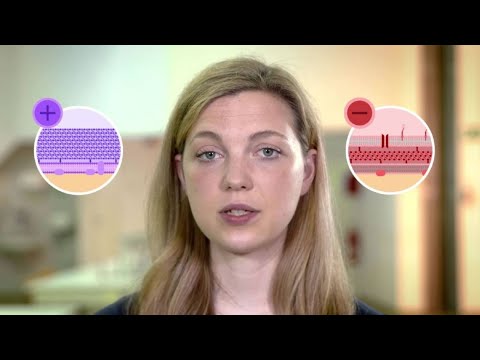 Aufbau eines Bakteriums