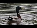 Duck Has Hiccups