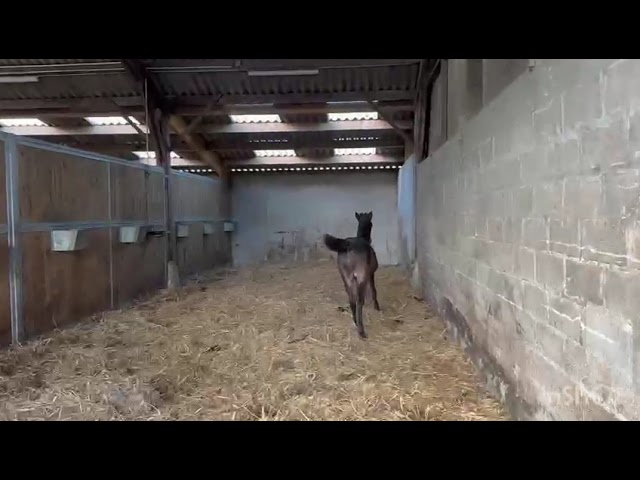 Paname de N&eacute;mus