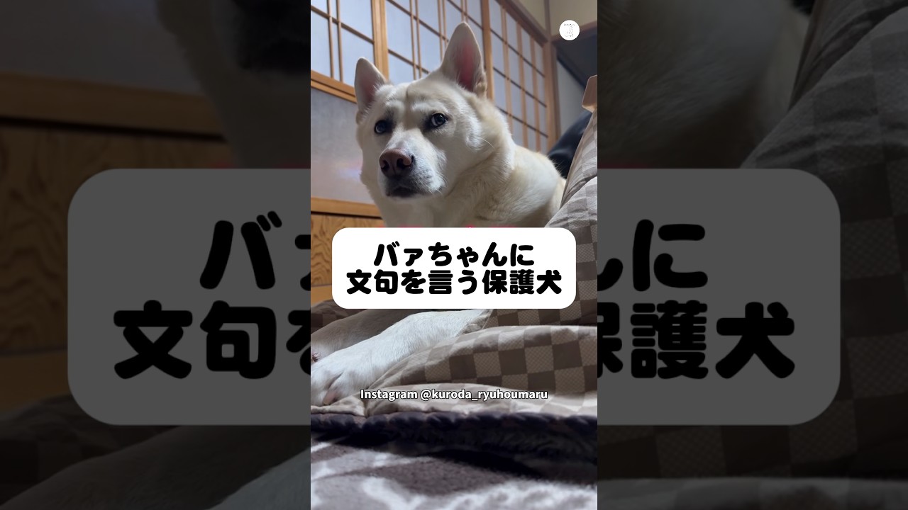 ご褒美が欲しくて文句を言い続ける保護犬、最後まで圧がすごい　　#保護犬　#犬　#かわいい犬 #面白い　#犬のいる生活