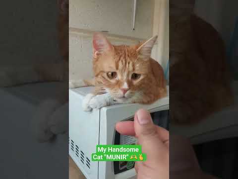 My Super cute & Handsome Cat! Meet Munir 🫶🫰❤️🤗😍🤣😅👌💛