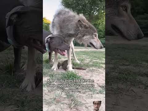 Wolf and dog #wolfcrew #wolfdog #wolf #wolflife #wolfpup #dog #puppy #doglover #pitbull