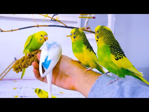Budgie Sounds for Lonely birds to make them happy
