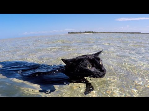 Cat loves to swim and doesn't want to stop!