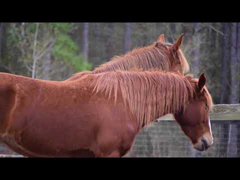 Monche and Bella - Mustangs at Liberty