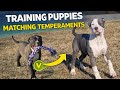 American Bully dogs for sale: Sage - Video 1