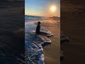 Old Dog Enjoys The Sunset Dog Doglover