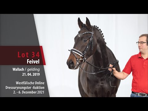 Online Dressuryoungster-Auktion Lot 34 Feivel Wallach v. For Gold - Lauries Crusador xx