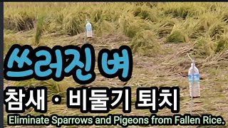 쓰러진 벼, 참새ㆍ비둘기 퇴치 어떻게? Eliminate Sparrows and Pigeons from Fa…