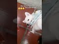 Gratidãomuito Amor Bichinhos Lindão Pets Amizade Cachorrinho